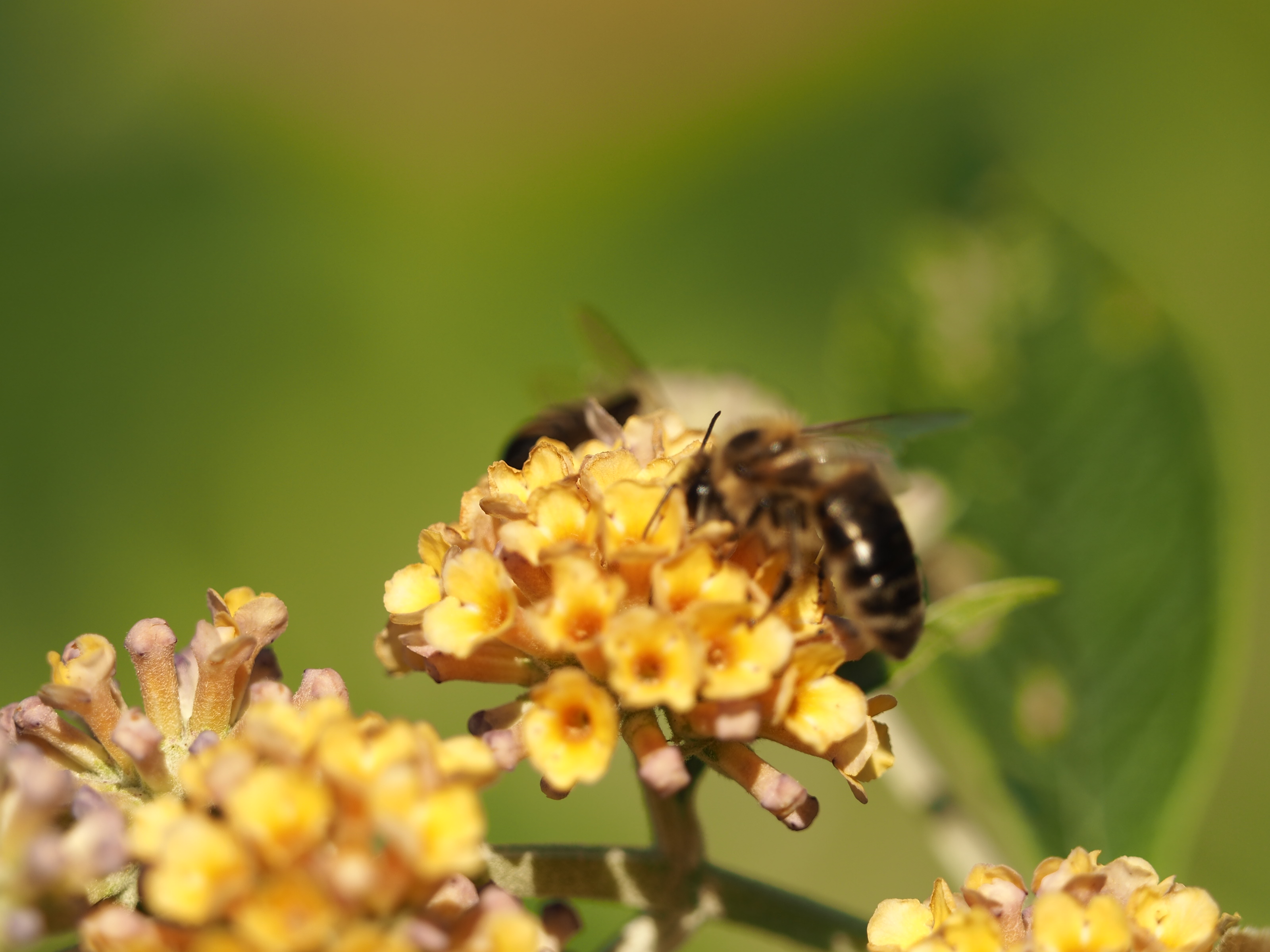 Včelařský kurz - ROZŠIŘOVANÍ VČELSTEV A LÉČENÍ  BEZ CHEMIE, kurz plně OBSAZEN / kapacita naplněna