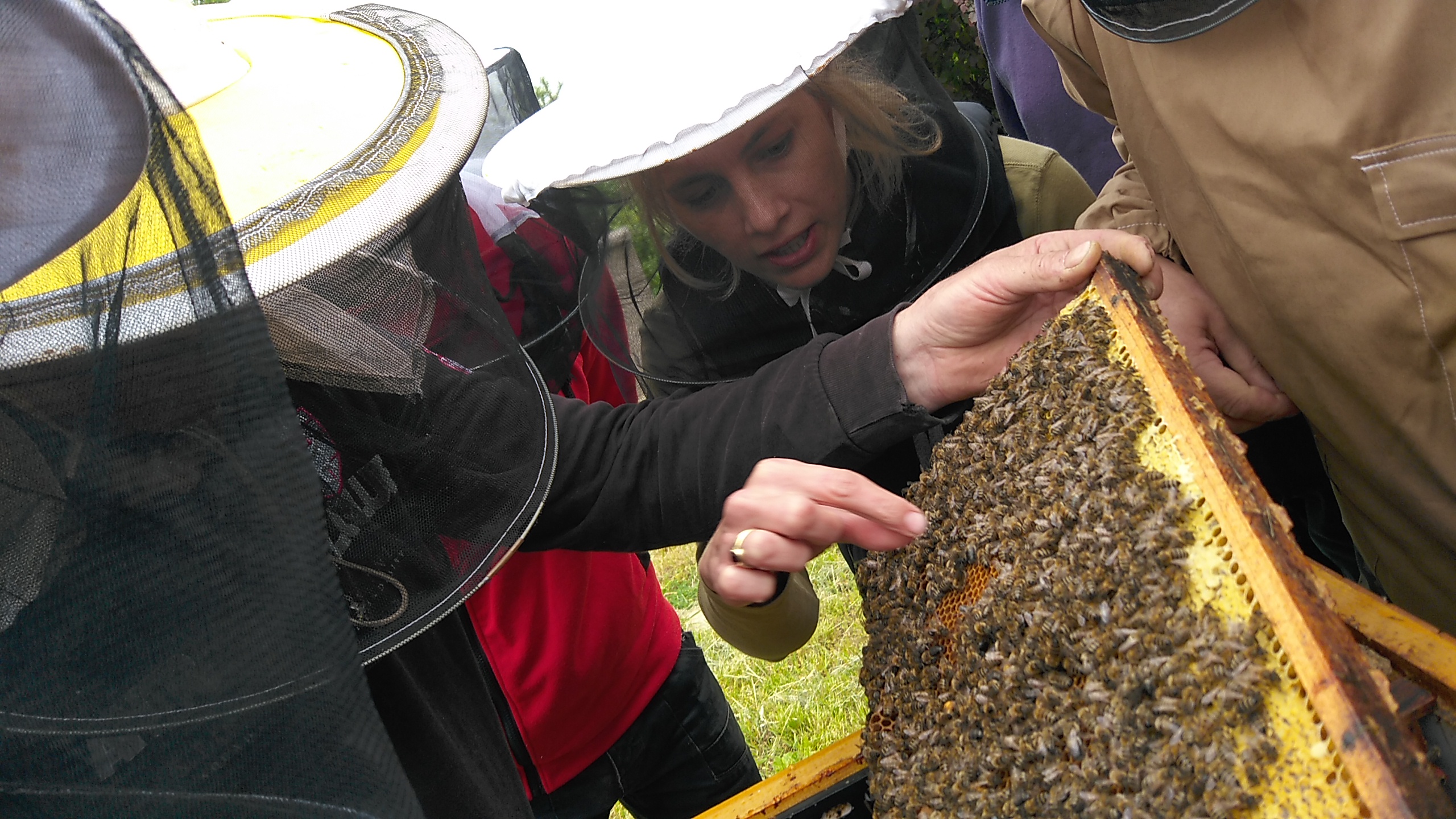 Včelařský kurz - CHOV VČELÍCH MATEK 