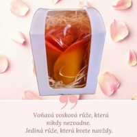 Růže velká v dárkovém balením